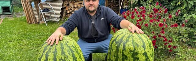 ФОТО | Житель Эстонии, вырастивший в Ида-Вирумаа арбуз весом 68 кг: Цель — 100-килограммовый!