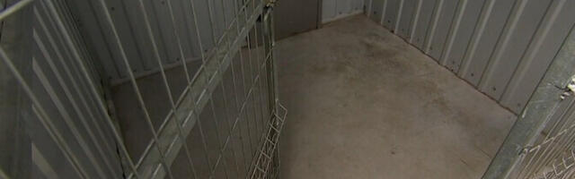 В Таллиннском приюте на Пальяссааре не осталось ни одной собаки