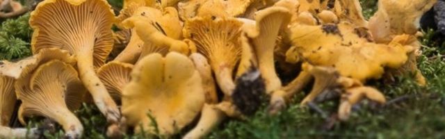 В лесах появились лисички, горькушки и боровики: миколог прогнозирует хороший грибной сезон