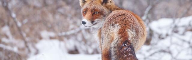 В ближайшую неделю время от времени ожидаются снегопады