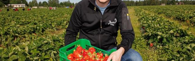 Фермер и семейный предприниматель: клубнике нельзя сказать – не созревай пока, у нас Иванов день