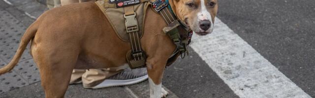 ОТВЕЧАЕТ ЮРИСТ | Сбили собаку – что делать? Закон считает ее вещью – но вы все равно можете добиться справедливости