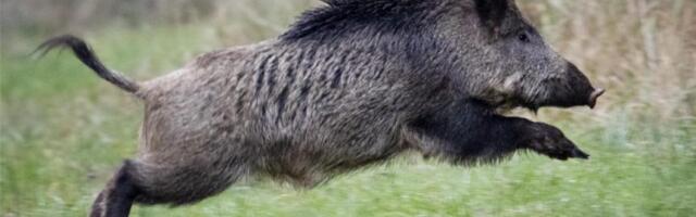 Mainīts teritoriju saraksts, kurās nomedītās mežacūkas ir obligāti jāizmeklē uz ĀCM