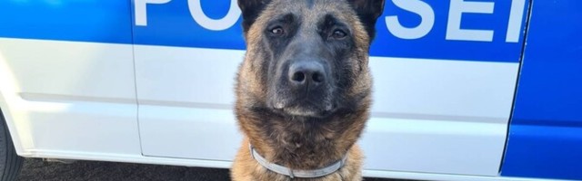 Служебная собака Шарки нашла спрятанные в автомобиле наркотики