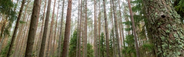 Отец с тремя детьми прятался в лесу от коронавируса