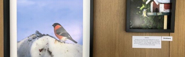 Удивительный пир пернатых: в Хаапсалу открылась фотовыставка, посвященная птицам