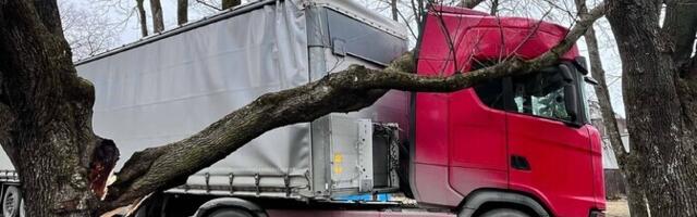 В Кристийне на грузовик упала ветвь дерева