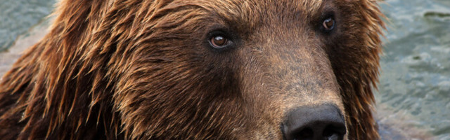 По Сетумаа бродит раненый медведь, он может быть опасен для людей