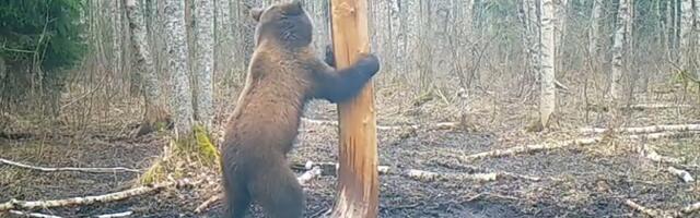 В Эстонии медведей много, но точных данных об их числе нет