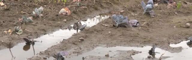 Фермеры Юго-восточной Эстонии страдают из-за дождливого лета