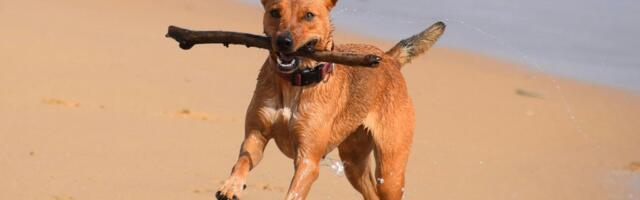 Вниманию всех собачников: какие средства не защитят ваших питомцев от клещей, а с какими стоит быть осторожнее? 