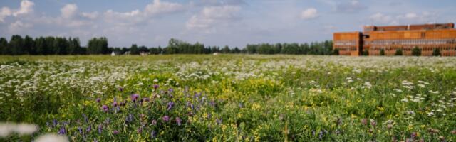 В зелёной зоне Маарьявялья появятся овцы, луговые участки и ягодные кусты
