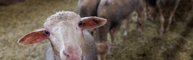 Рапорт: эстонские фермеры работают в убыток