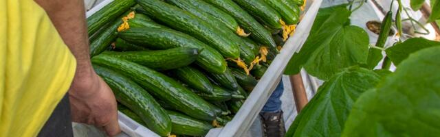 ТАБЛИЦА | Длинные эстонские огурцы стали еще дороже