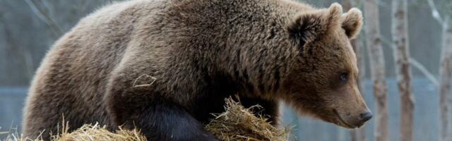 В Эстонии медведь напал на велосипедиста: худшего помог избежать проезжавший мимо водитель