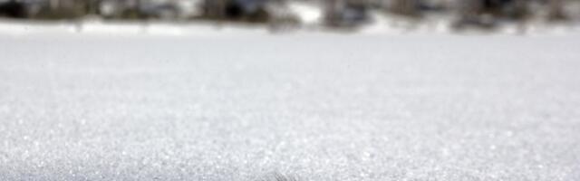 ФОТО | Увидев эту гусеницу на снегу, оставьте ее в покое, иначе у вас могут возникнуть неприятности