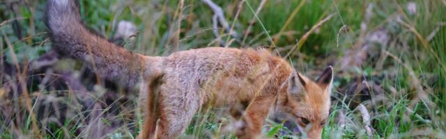 Начинается весенняя вакцинация диких животных от бешенства