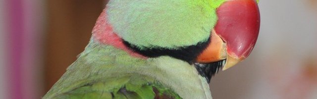 «Бесплатный» попугай обошелся молодой женщине более чем в 500 евро