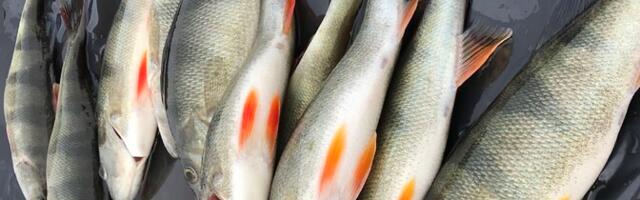 Условия кампании ТУ по популяризации потребления рыбы вызвали недоумение у рекламных агентств