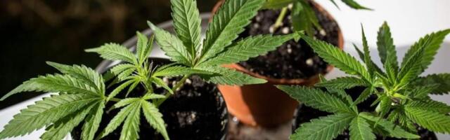 Дональд Трамп заинтересован в том, чтобы переклассифицировать марихуану в менее опасный наркотик