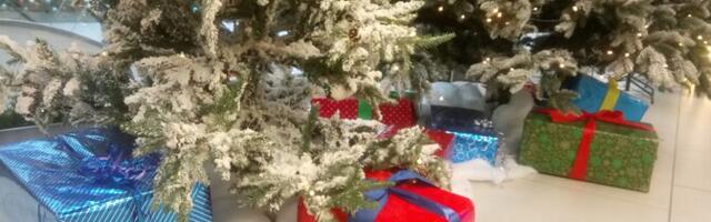 От сожжения до компоста: что в Тарту и его окрестностях делают с живыми елками после праздников