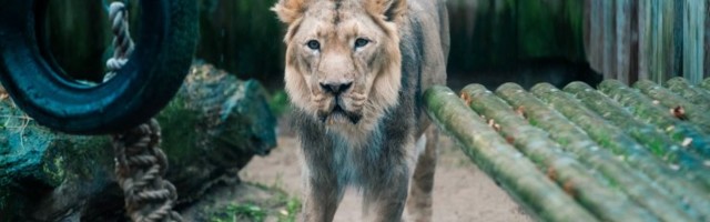 У скончавшегося в Таллиннском зоопарке льва обнаружен коронавирус