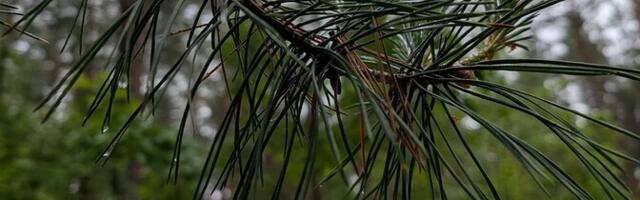 В воскресенье в Эстонии будет дождливо, но воздух прогреется до 11 градусов