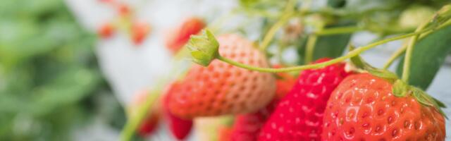 Налоговики призывают уделять внимание учету сезонных рабочих