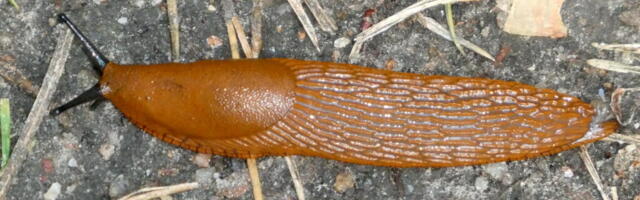 В Рийгикогу обсудили распространение испанских слизней и способы борьбы с ними