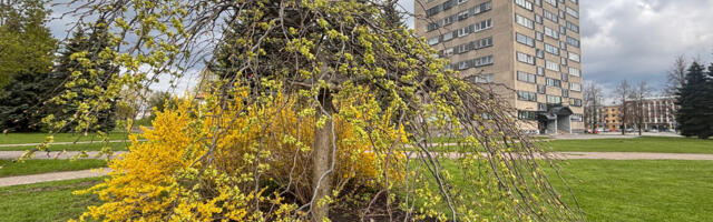 Сдается в аренду офис в центре Нарвы