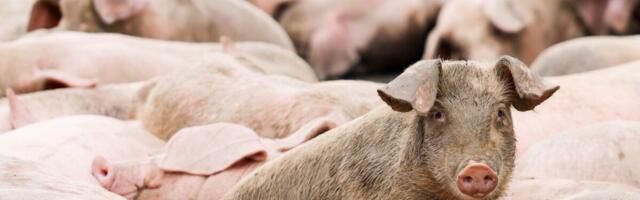 На маленькой ферме в Вильянди выявлена aфриканская свиная чума