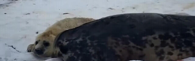 В Балтийском море тюлени снова выводят потомство на льду вдали от людей и хищников