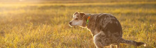 Весной жалоб больше: как наказывают за неубранные собачьи экскременты?