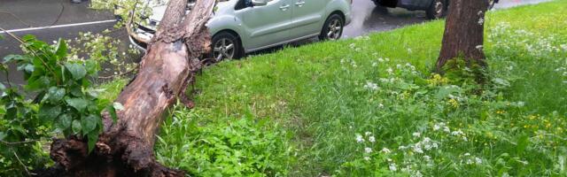 Вчера в Нарве на автомобиль упало большое дерево