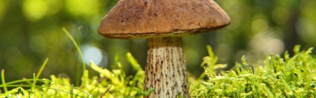 Личные боровики и подосиновики: как в саду посадить грибы (и когда ждать урожая)