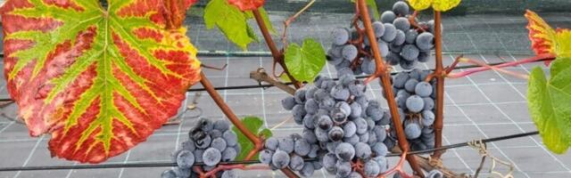 В Эстонии хотят вывести сорт винограда, устойчивый к климату и соответствующий нормам ЕС