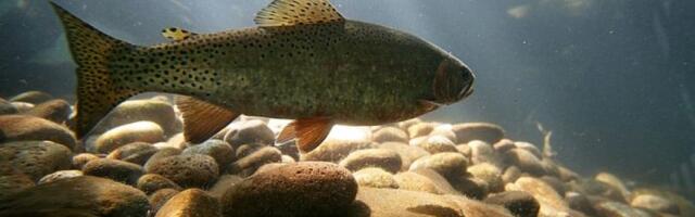 В Рижском заливе хотят строить фермы по выращиванию форели