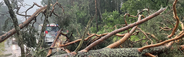 Спасатели: поваленные деревья убирают в порядке приоритета