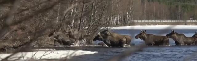 В Швеции началась весенняя миграция лосей