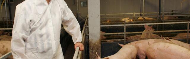 Африканская чума свиней вновь обнаружена на крупной ферме. «Ситуация вышла из-под контроля»