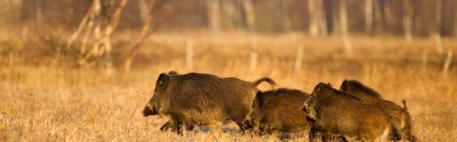 Террас: государство могло бы скупать мясо не зараженных АЧС кабанов и делать консервы