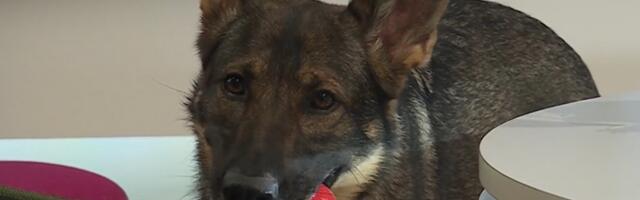 Патрульный полицейский: если собака любит играть и есть, из нее можно воспитать хорошую ищейку