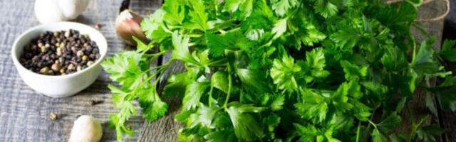 Петрушка: польза и вред для организма мужчин, женщин, противопоказания
