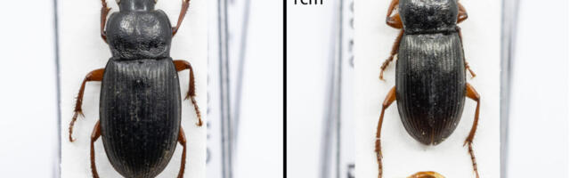 В Эстонии обнаружен новый вид жука