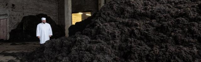 Сааремааский производитель водорослей сокращает персонал