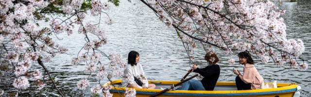 Пандемия пандемией, а в Японии началось цветение вишни