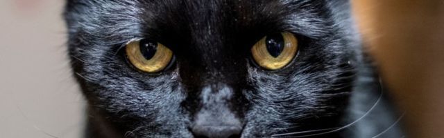 ФОТО | Как бы выглядели коты в фильмах известных режиссеров