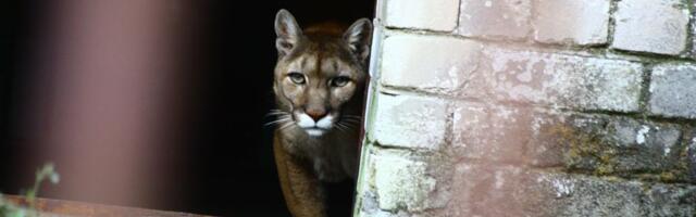 Сообщения о пуме поступают со всей Эстонии, в том числе из Ида-Вирумаа