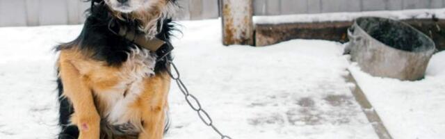 Возьмите собаку домой