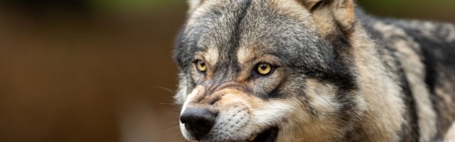 Жительница Эстонии предупреждает: волки подошли прямо к двери нашего дома